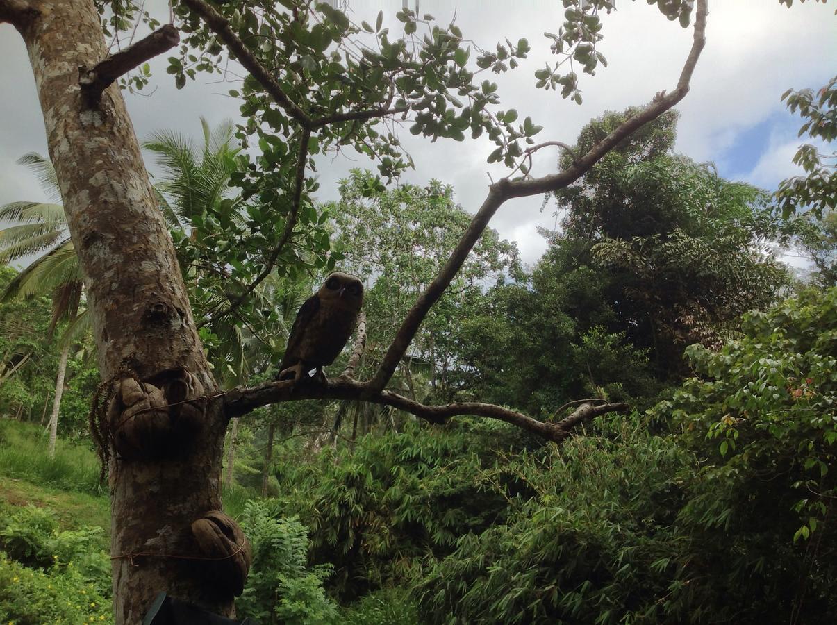 Explore Sinharaja Rain Forest Tour Camp Dombagoda ภายนอก รูปภาพ