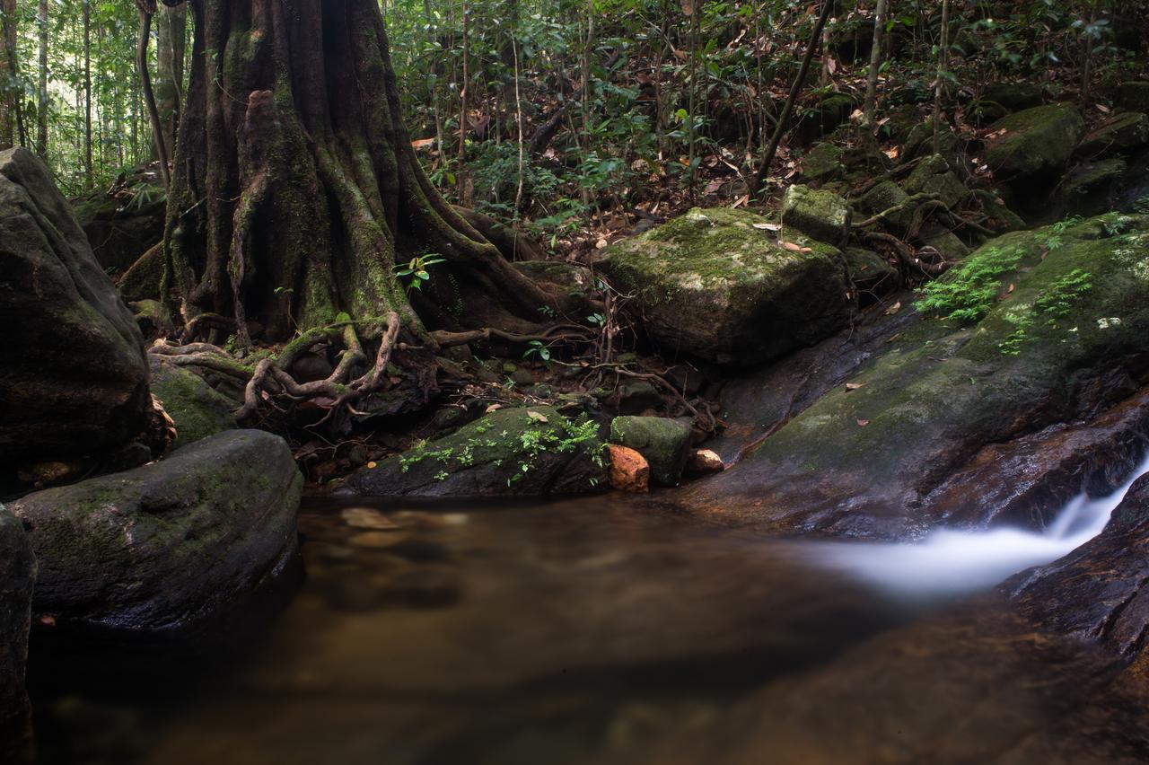 Explore Sinharaja Rain Forest Tour Camp Dombagoda ภายนอก รูปภาพ