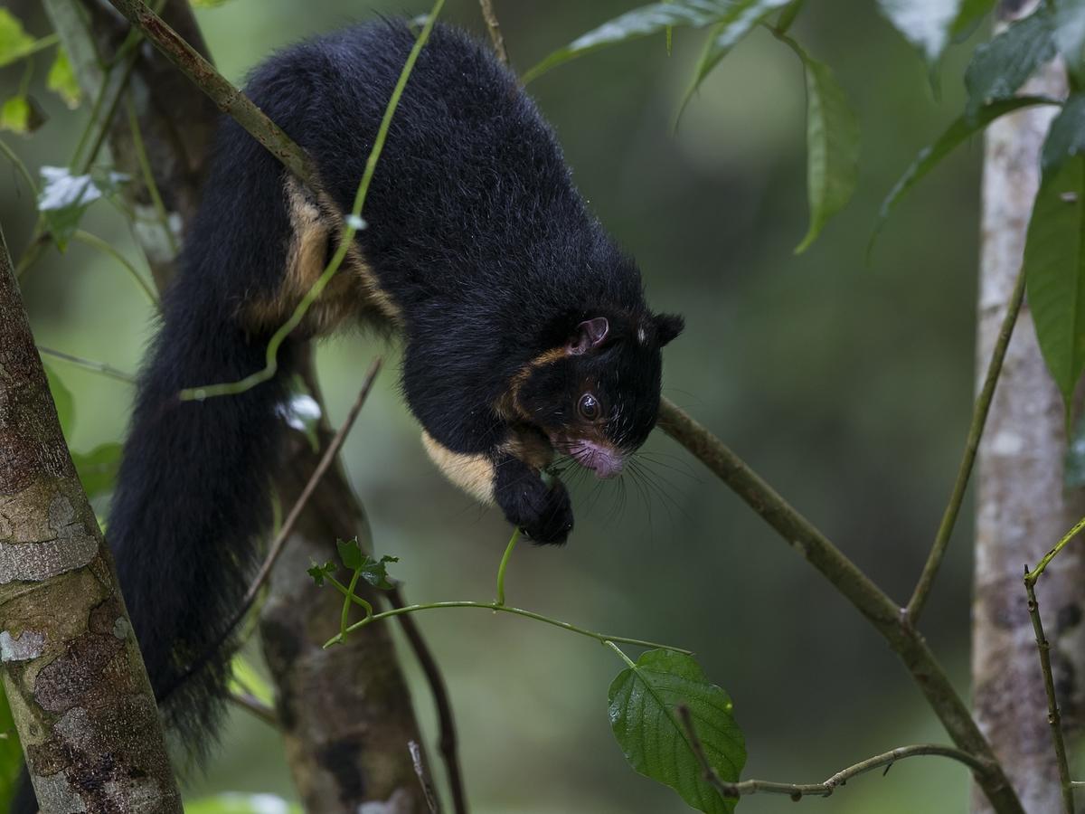 Explore Sinharaja Rain Forest Tour Camp Dombagoda ภายนอก รูปภาพ